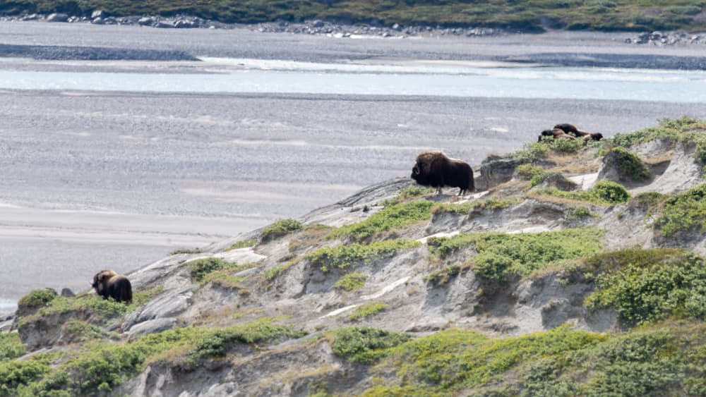 Northeast Greenland National Park and Jameson Land — East Greenland