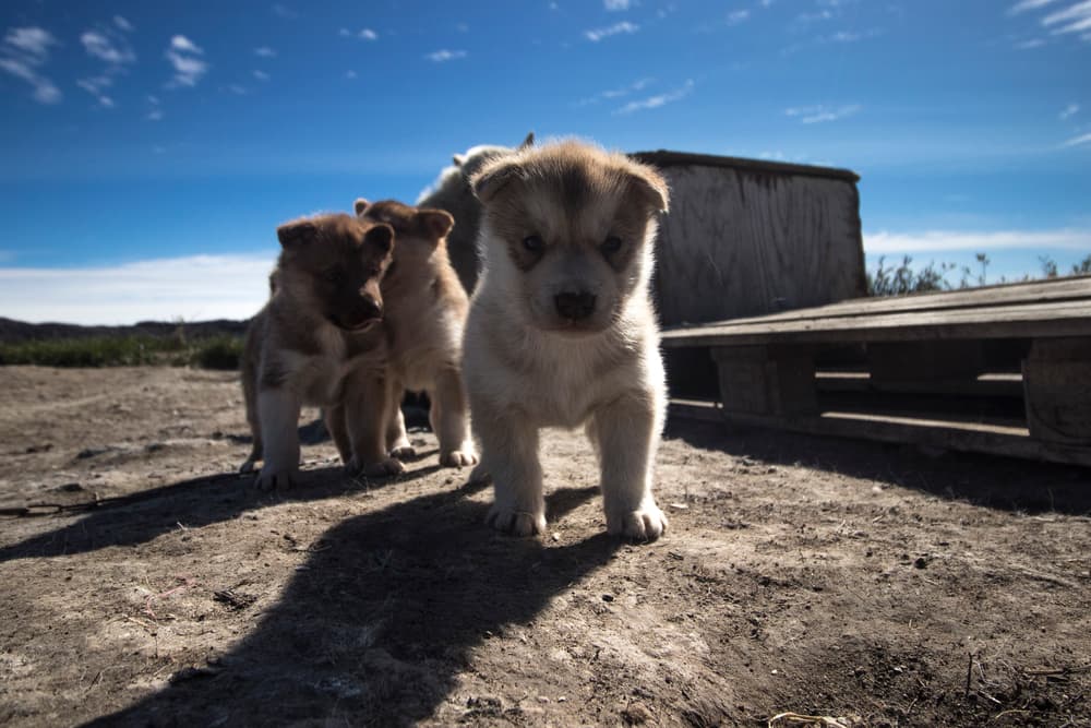 Sled dogs and winter travel — West Greenland