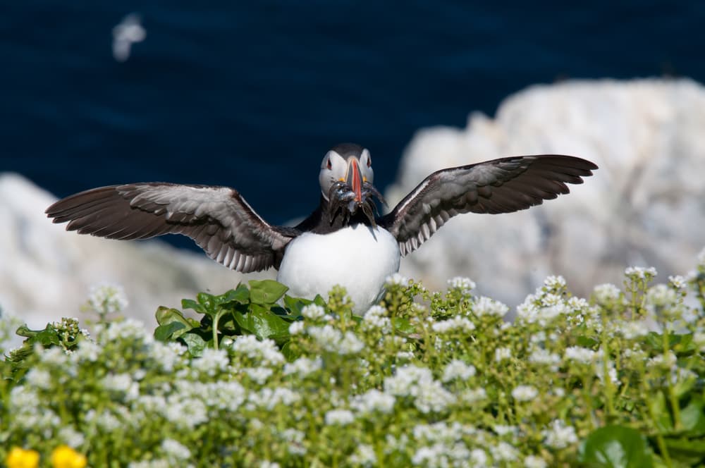 Hornøya bird cliffs — Kirkenes