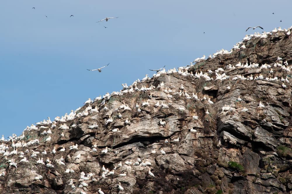 Gjesværstappan bird cliffs — North Cape