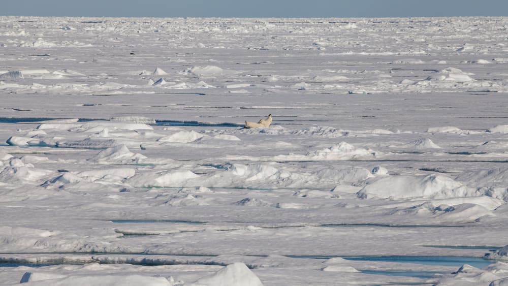 Wildlife of the high Arctic — North Pole
