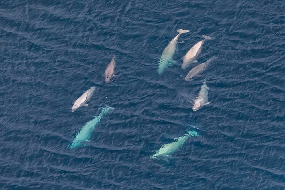 Beluga whales seen from the air