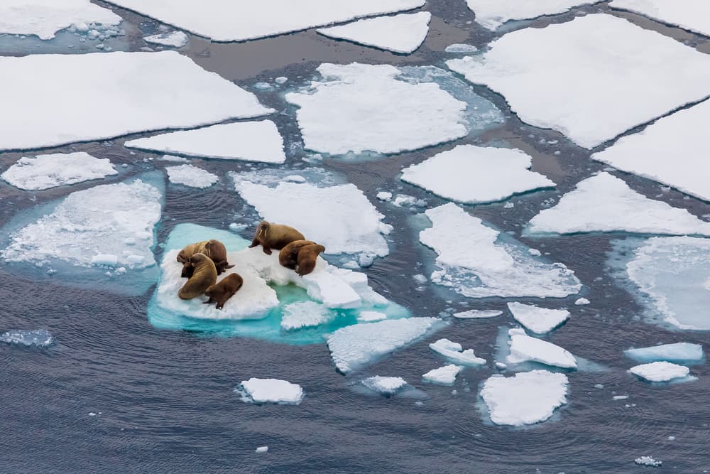 Walrus resting on broken sea ice, seen from above