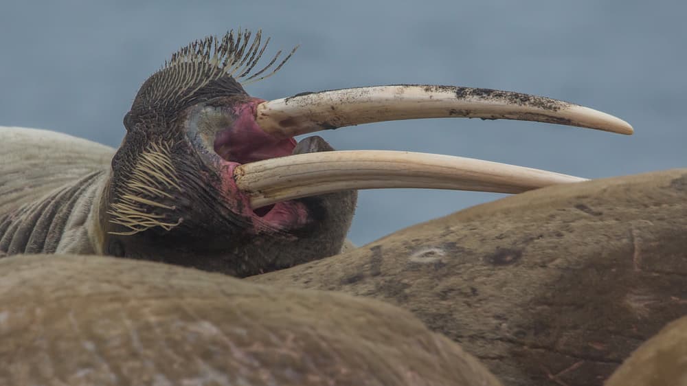 Walrus resting together on a Svalbard beach