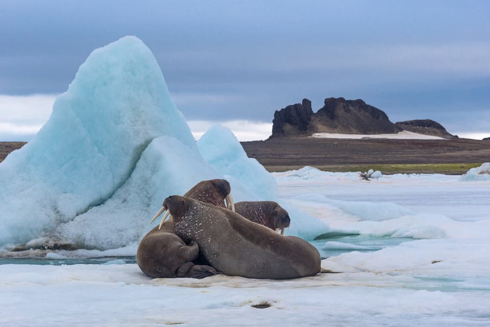 Franz Josef Land — Russian Arctic
